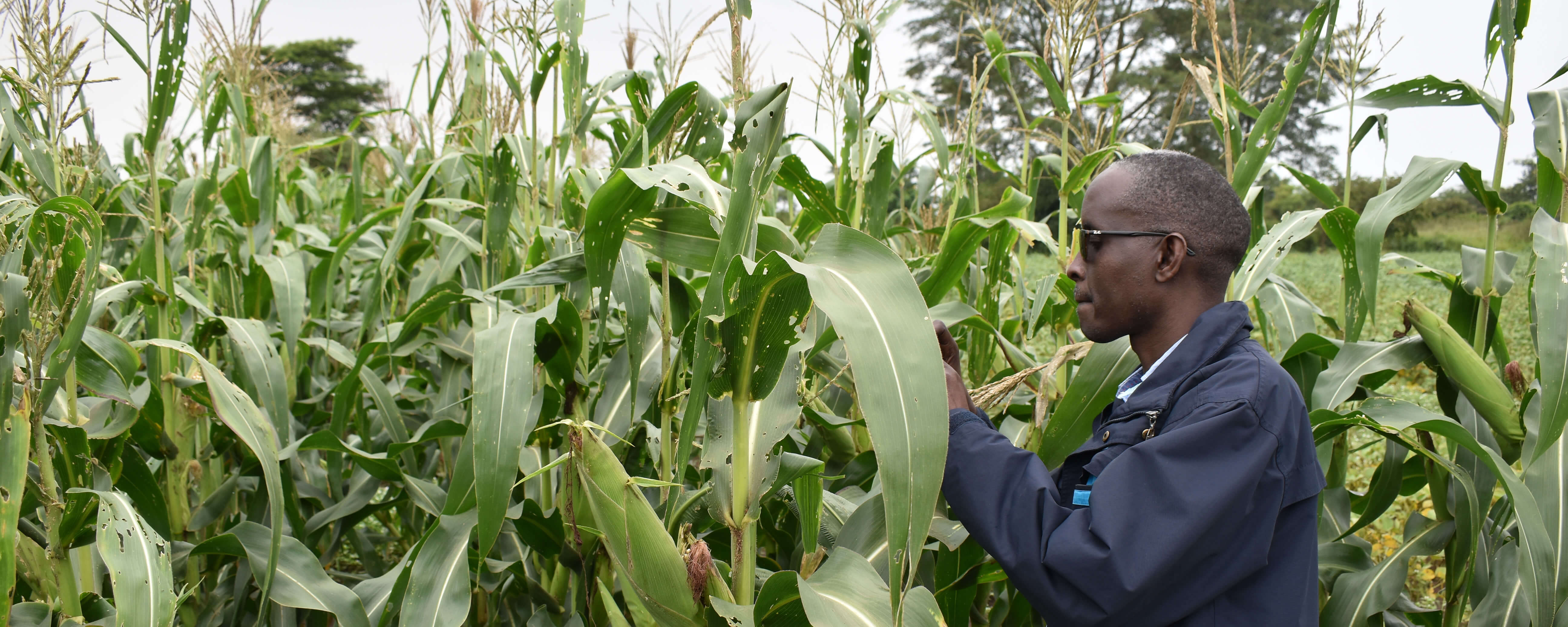 Coffee, Grain, Nutrition & Agroinputs